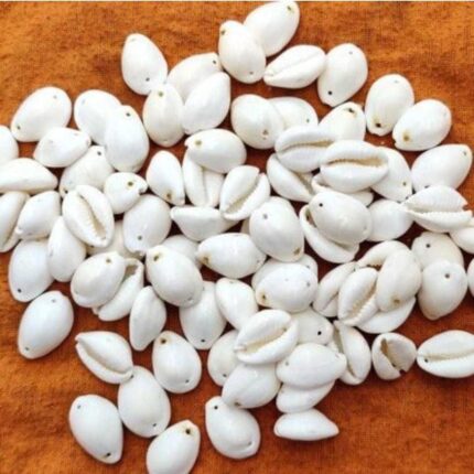 Double Hole Cowrie
