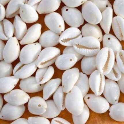 Single Hole Cowrie
